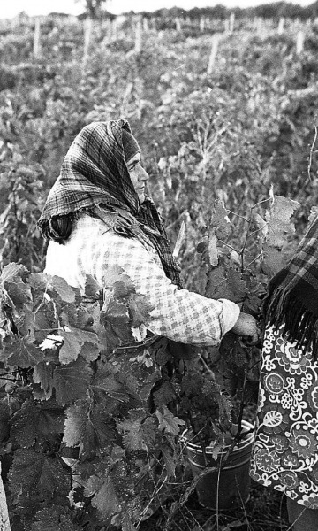 Повседневная жизнь в советской Грузии 1976 года в фотографиях шведского фотографа Повседневная жизнь в советской Грузии 1976 года в фотографиях шведского фотографа